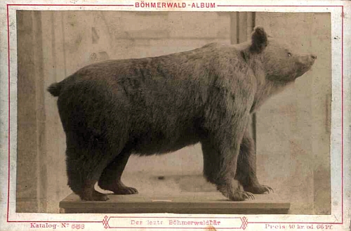 Poslední šumavský medvěd (pohlednice z cyklu "Böhmerwald-Album", Verlag M. Kopecký, tedy autor snímku Johann Kopecký)